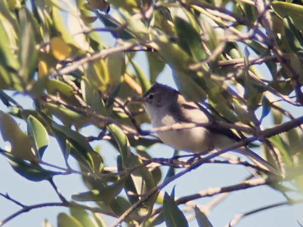 Aavikkokultarinta, Sykes's Warbler, Hippolais rama